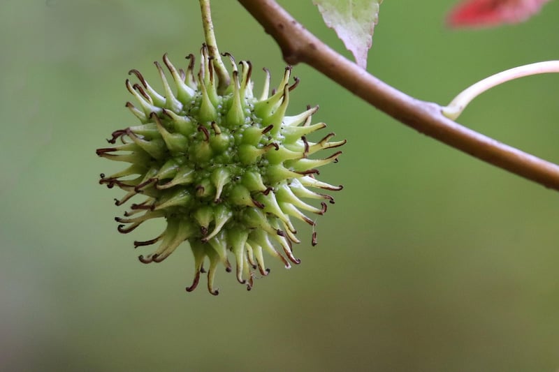 Fruit Tree