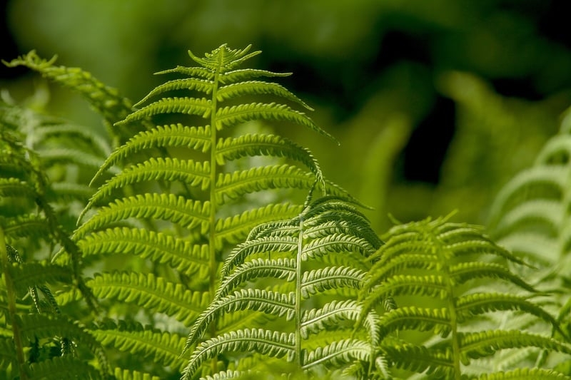 Living Wall System