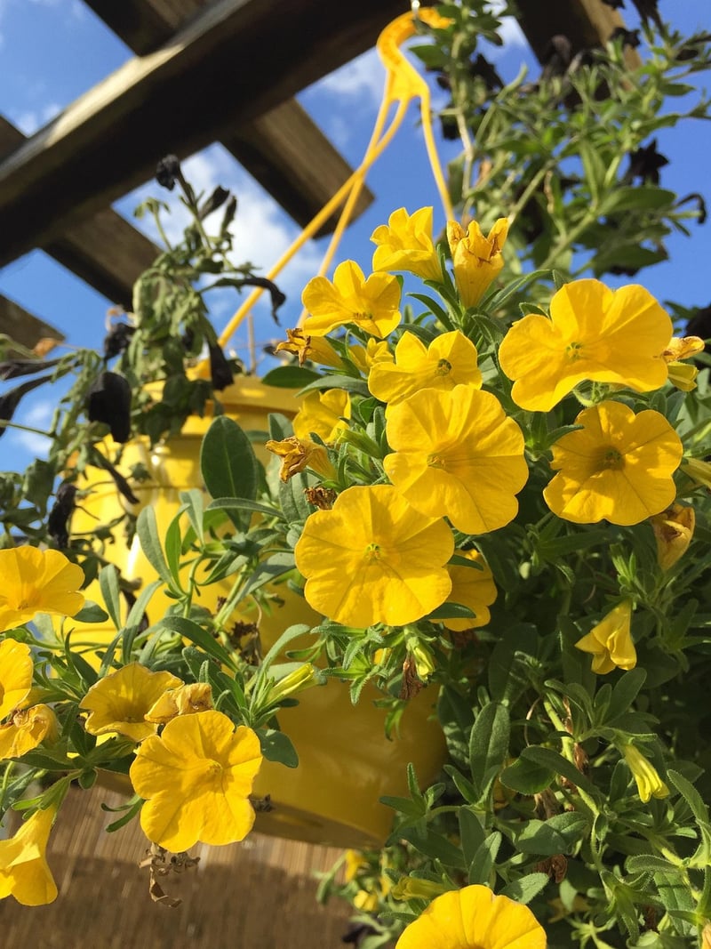 Hanging Basket Gardens